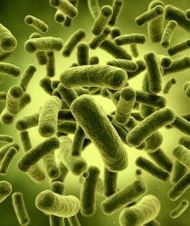 LACTOBACILLUS